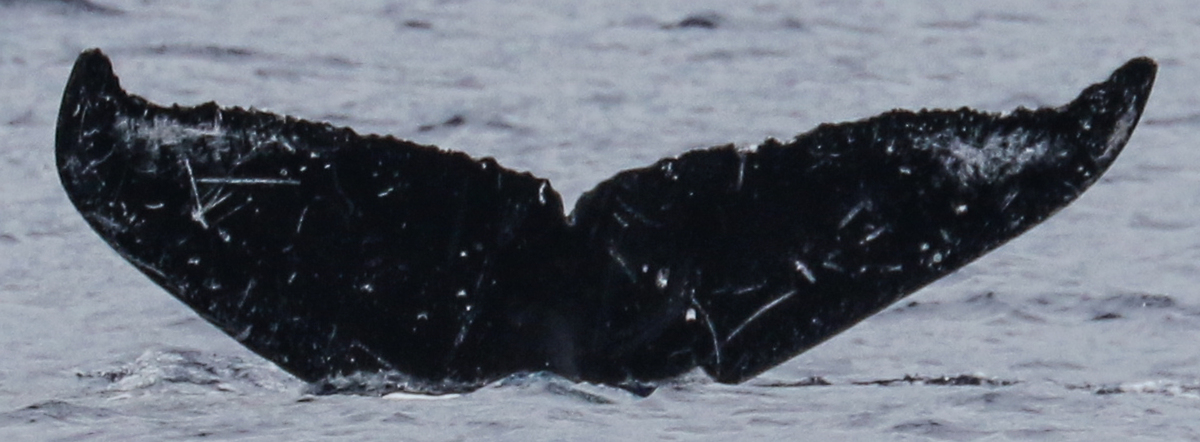 Fluke of HW-MN0443032