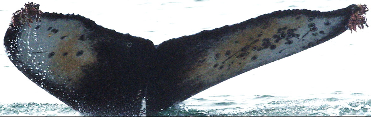 Fluke of HW-MN0420043
