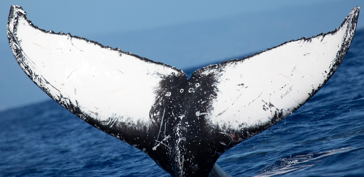 Fluke of HW-MN0443043