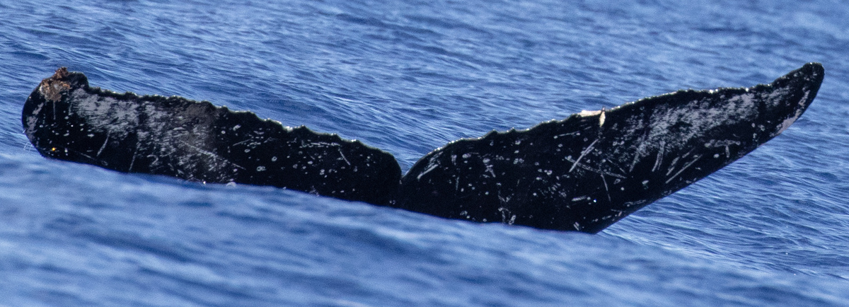 Fluke of HW-MN0443047