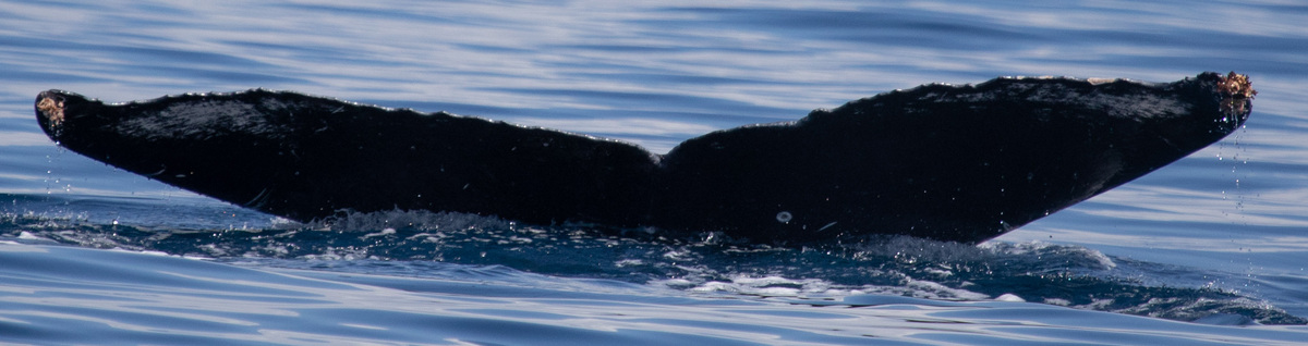 Fluke of HW-MN0443050