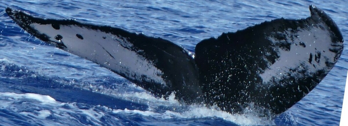 Fluke of HW-MN0443056