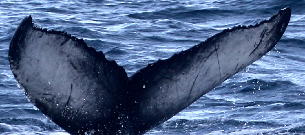 Fluke of Loek (HRC)