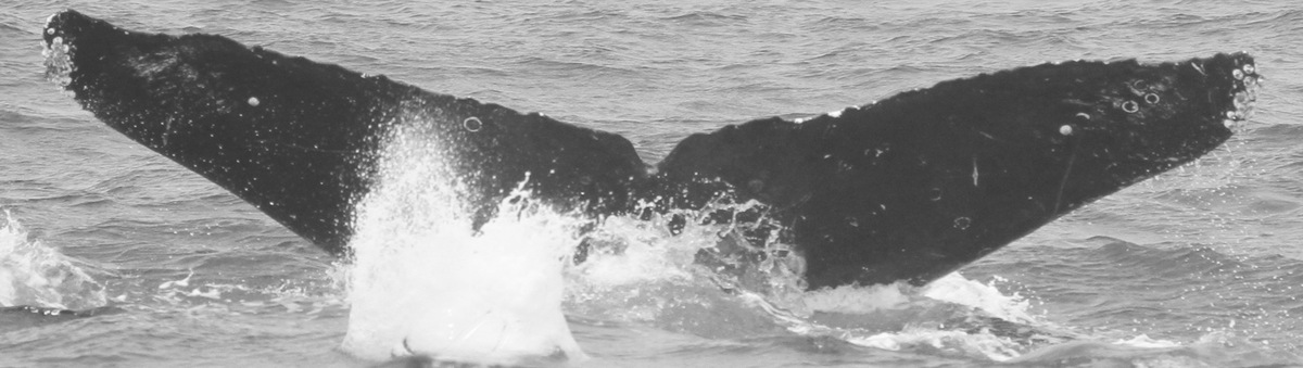 Fluke of CRC-12579