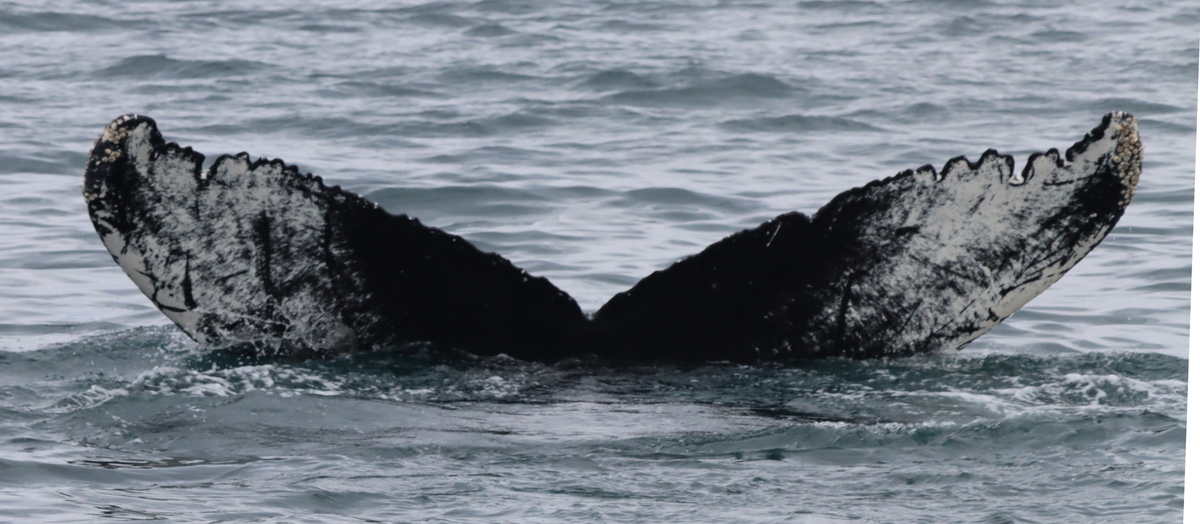 Fluke of Notch (Husavik)
