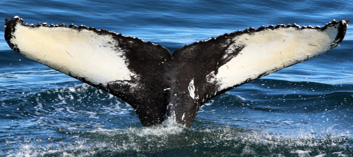 Fluke of Starling (Husavik)