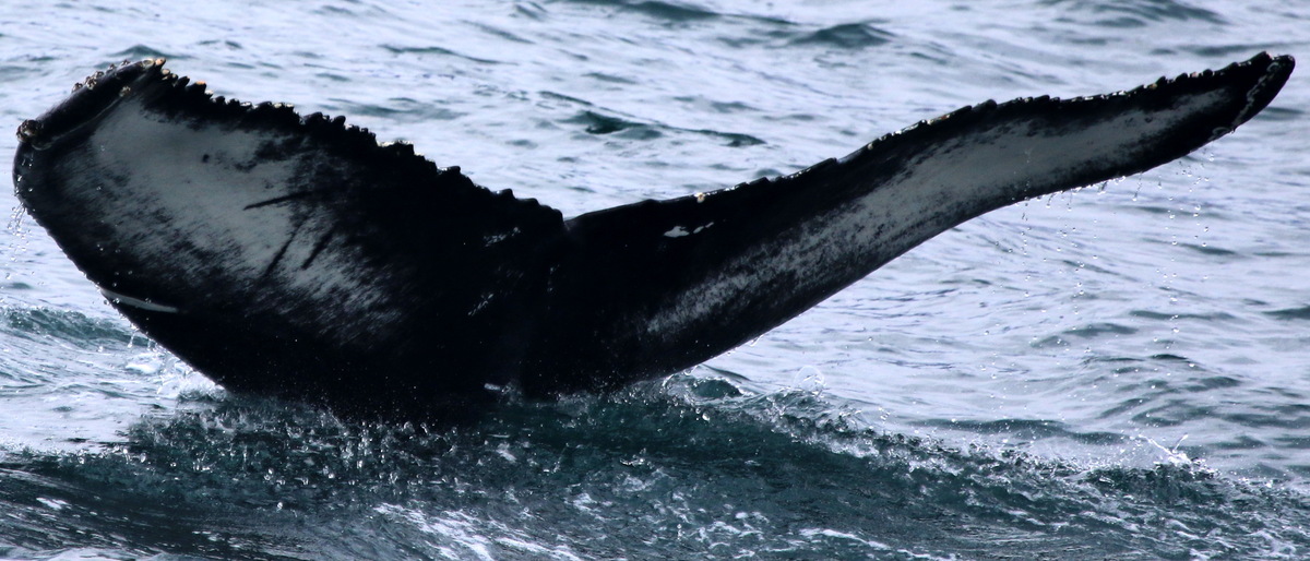 Fluke of Sciacca (Husavik)