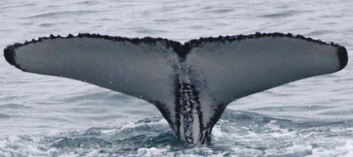 Fluke of Little White (HRC)