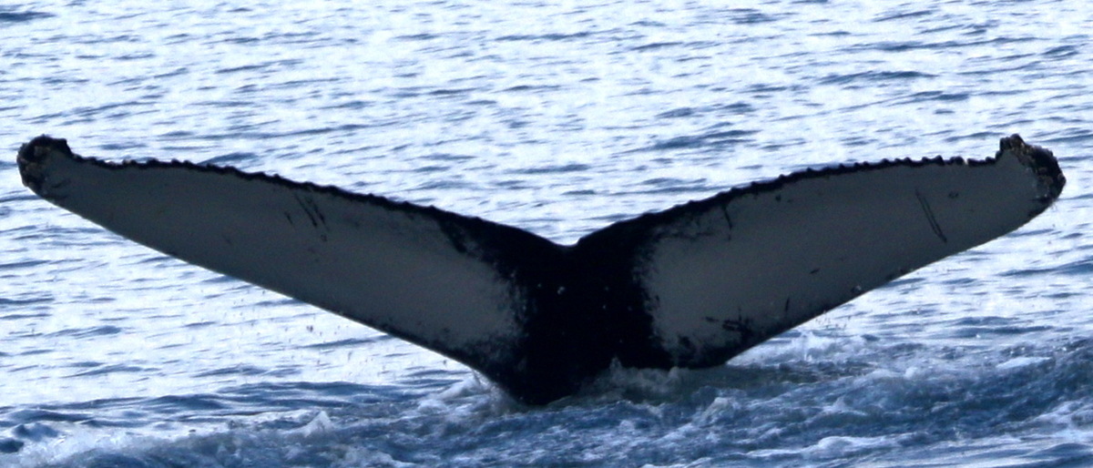 Fluke of Lili (Iceland)