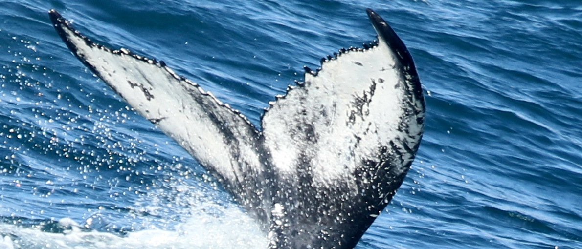 Fluke of Rose (Husavik)
