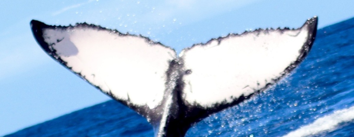 Fluke of HW-MN0443070