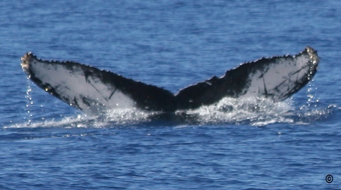 Fluke of HW-MN0443093