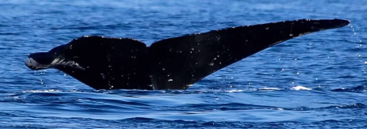 Fluke of HW-MN0443099