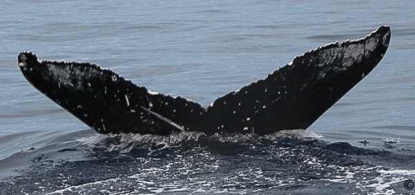 Fluke of Maui (EOTW)