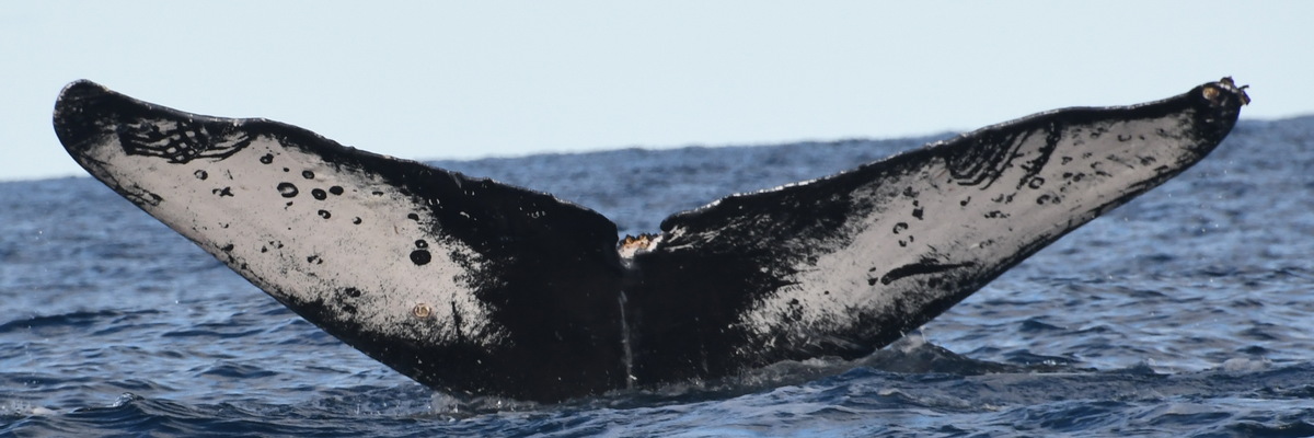 Fluke of Finley (California)
