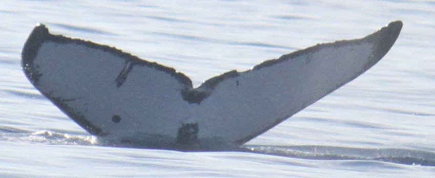 Fluke of SPLASH-700169