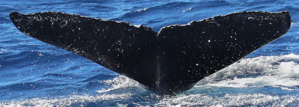 Fluke of HW-MN0443122