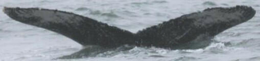 Fluke of HW-MN0443127