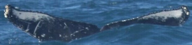 Fluke of HW-MN0443131