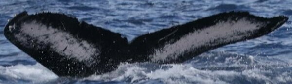 Fluke of HW-MN0443139