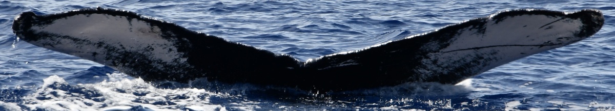 Fluke of HW-MN0443145