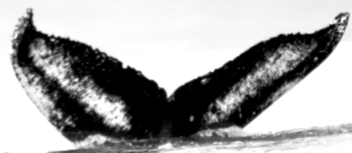 Fluke of CampoDeiFiori (FS)