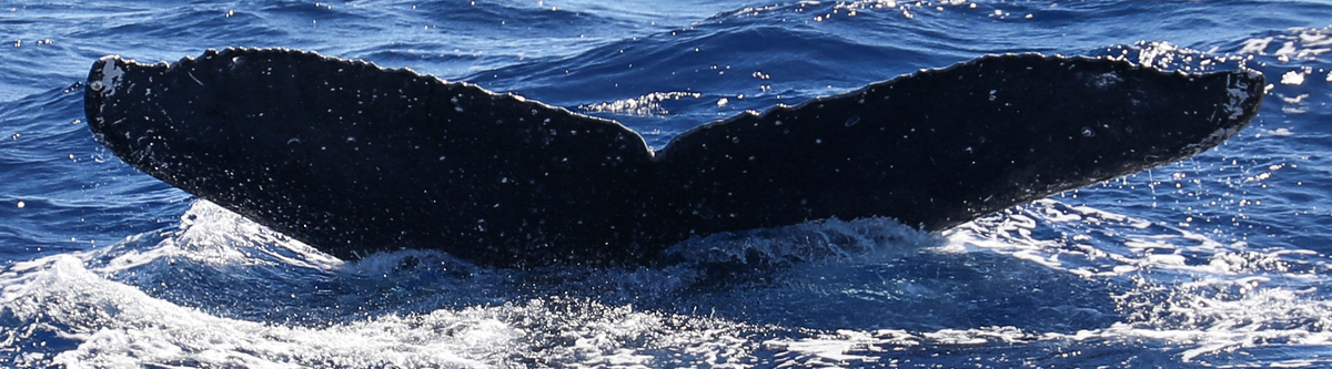 Fluke of HW-MN0443156