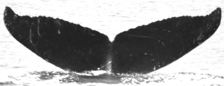 Fluke of Canonical (FS)