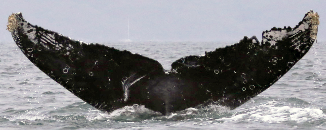 Fluke of CRC-11345