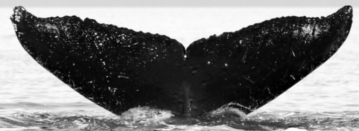 Fluke of Milky Way (Northern BC) aka Cappulum (FS)