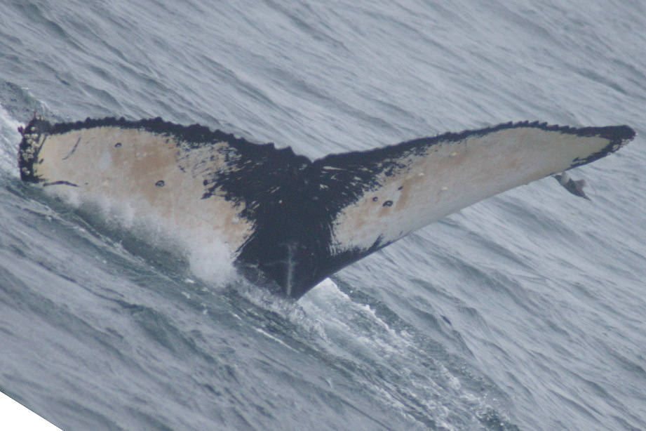 Fluke of HW-MN0430057