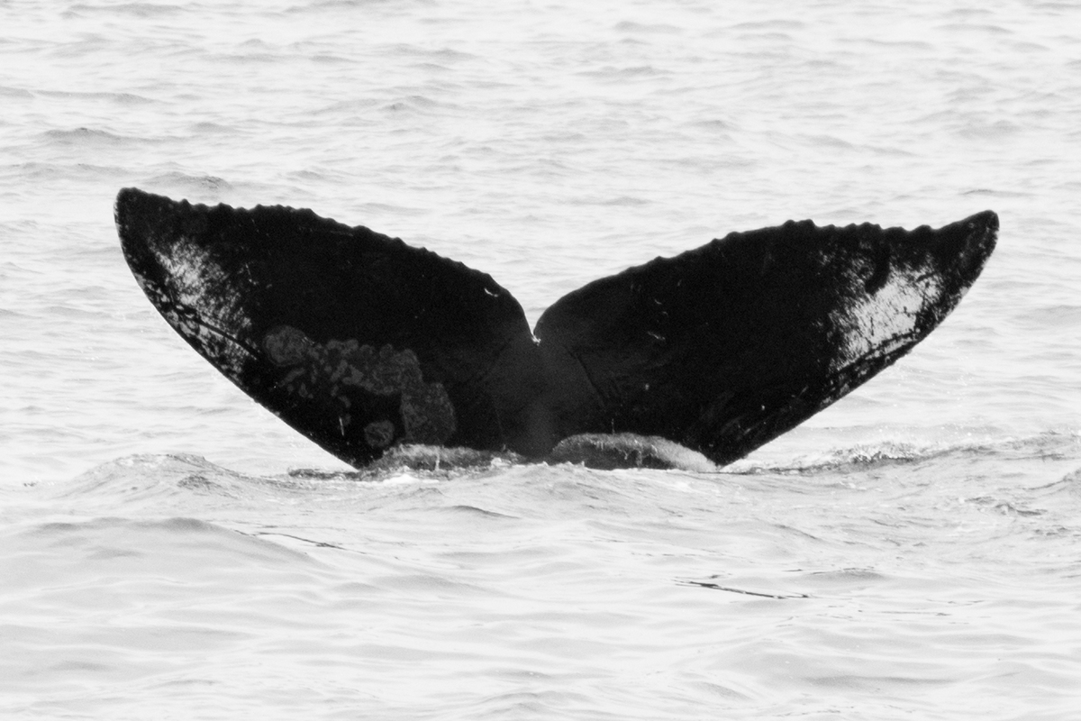 Fluke of CRC-12176