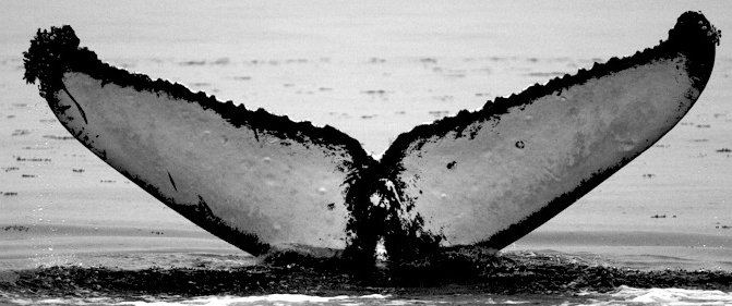 Fluke of ChartaDeForesta (FS)