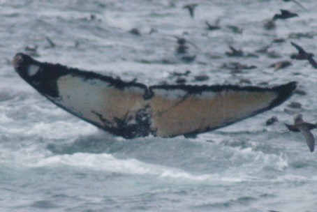 Fluke of CRC-19984