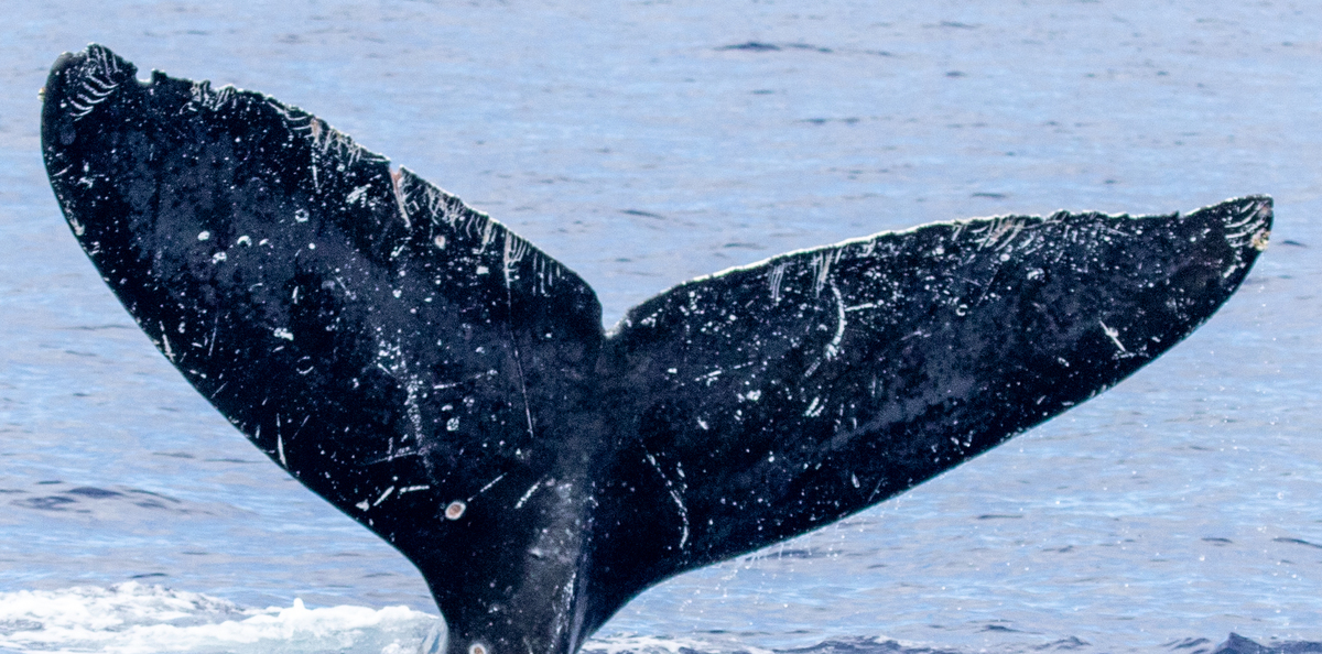 Fluke of HIHWNMS-2021-3-16_G04A01