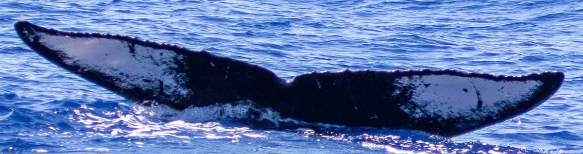 Fluke of HIHWNMS-2021-2-22_G07AO1