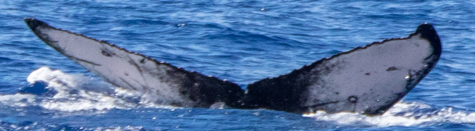 Fluke of HIHWNMS-2021-2-22_G02A02