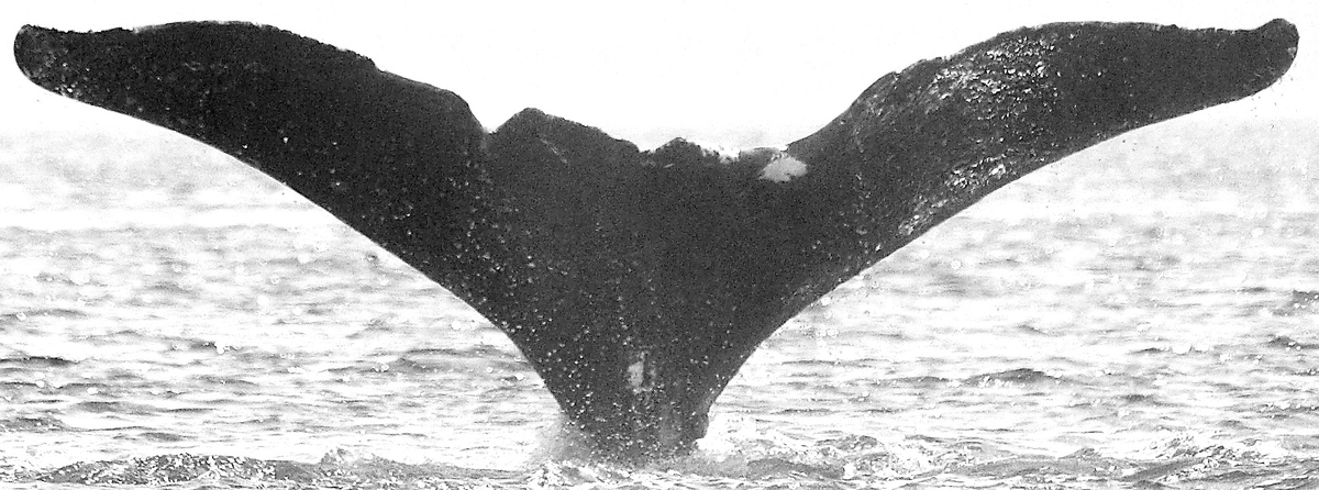 Fluke of Roundup Taylor (Jurasz) aka Clio aka Elusine (FS)