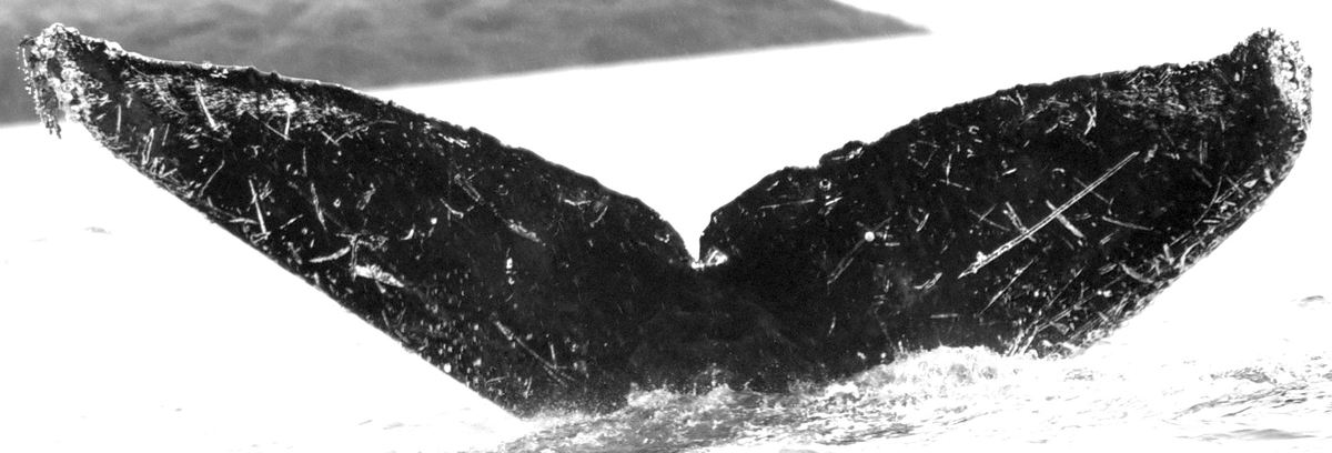 Fluke of CroMagnon (FS)
