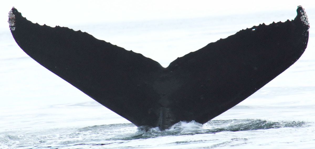 Fluke of Holey