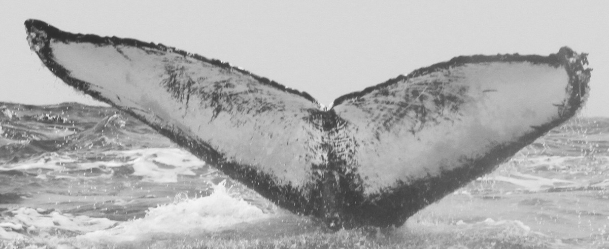 Fluke of Diamond (Nicaragua)