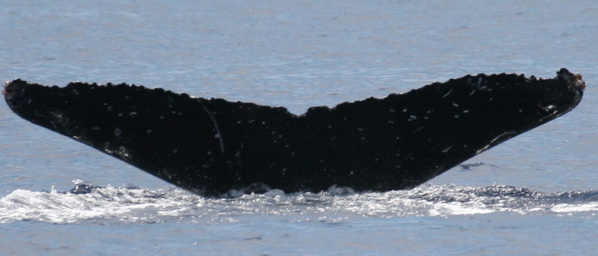 Fluke of HW-MN0443206