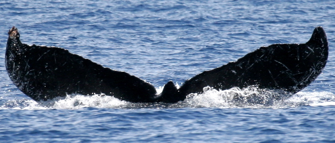 Fluke of HW-MN0443203