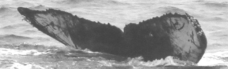Fluke of CRC-11898