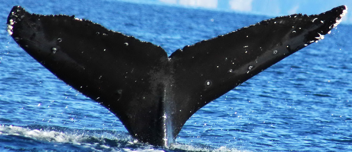 Fluke of Barnie (Kodiak)