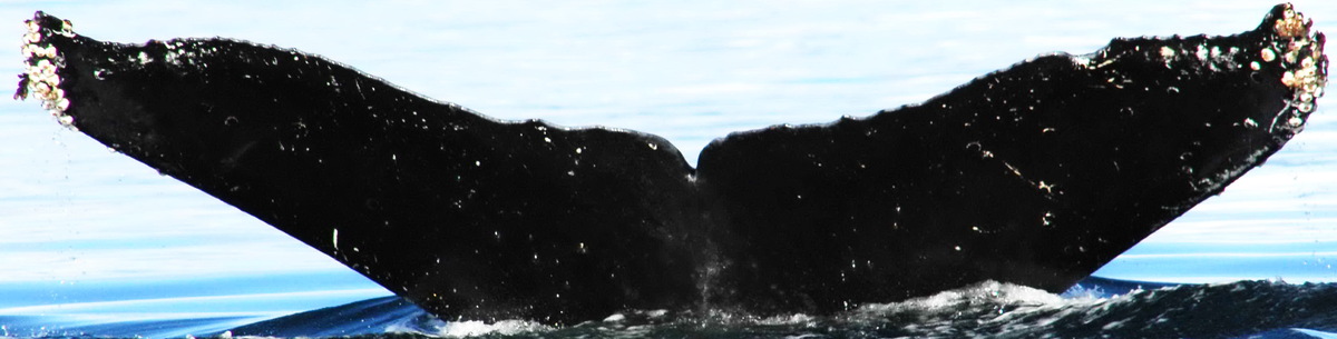 Fluke of HW-MN0420068