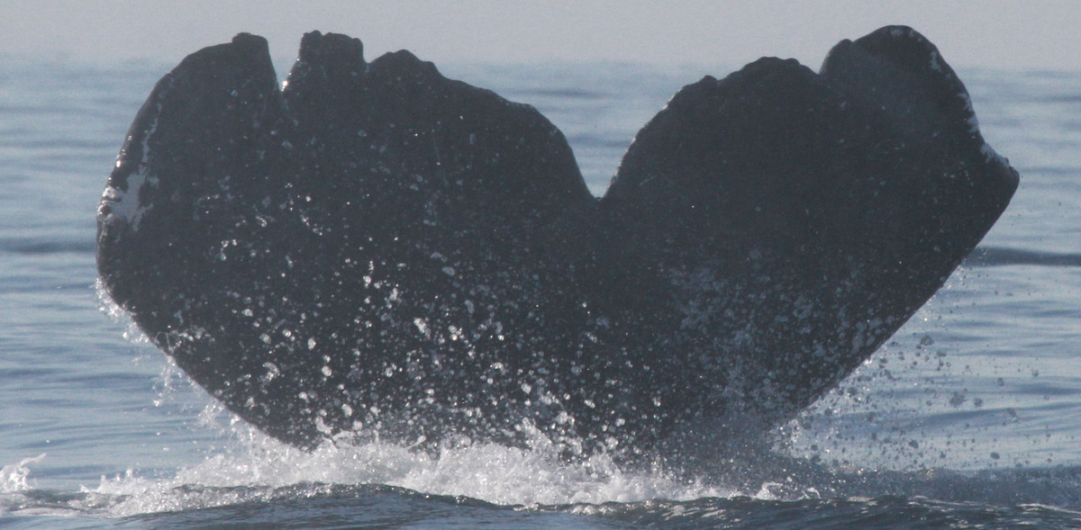 Fluke of CRC-15353