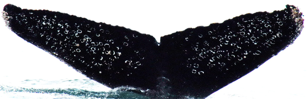 Fluke of GWAK-P279