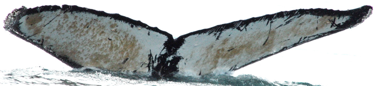 Fluke of HW-MN0420086