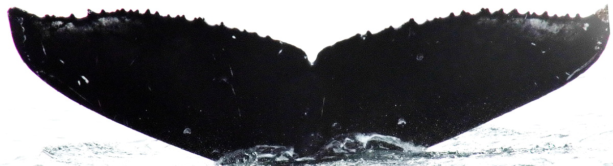 Fluke of Render (Kodiak)